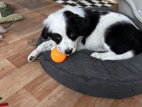 Australien Shepherd Welpen, 3  Rüden suchen noch ….