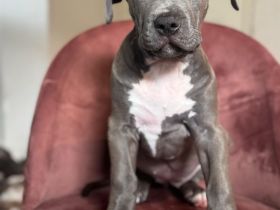 Reinrassige American Bully Welpen