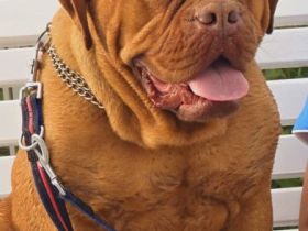 Bordeauxdoggen Welpen