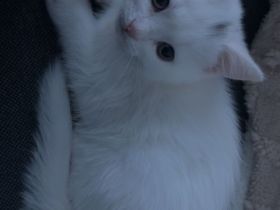 Kitten Katze Kätzchen