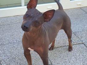 American Hairless Terrier Wurfankündigung