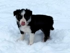 Border Collie Welpen (VDH/FCI-Papiere)