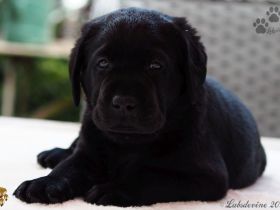 Traumhafte Labrador-Welpen in Schwarz und Gelb suchen ein liebevolles Zuhause!