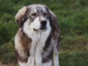 Egino, der fantastische Junghund, sucht ein Zuhause.