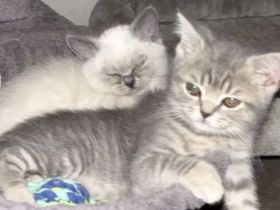 Verspielte bkh Kitte