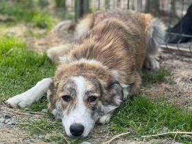 Fantastische Coccinelle sucht ein Zuhause