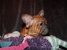 Seriöse Zucht - Französische Bulldogge Welpe Hündin Red Fawn - Bullys vom Dechenwald