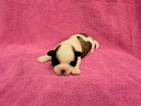 Welpen Shih-Tzu x Yorkshir x Maltipoo Hündin Rüde