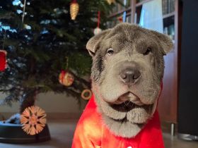 SHARPEI  RÜCKZÜCHTUNG