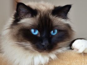 Mix aus Balinesischer und Sibirischer Katze GESUCHT!