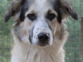 Peggy Jean und Sally Brown, geb. ca. 12/2023, lebt in GRIECHENLAND, auf einer privaten Pflegestelle