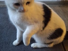 Kater sucht liebevolles Zuhause