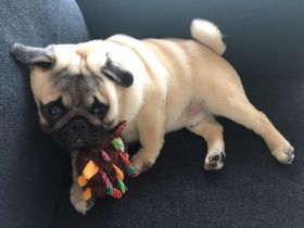 Mops kaufen & verkaufen Hunde kaufen // Snautz.de