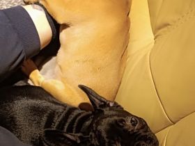 Französische Bulldoggen Welpe