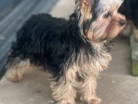 Yorkshire Terrier Jungs mini