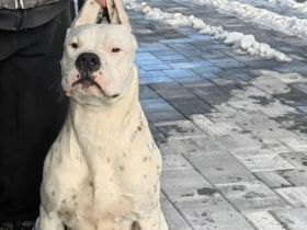 Dogo argentino