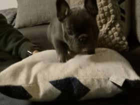 Französische Bulldogge lilac tan