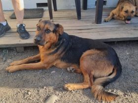 Findet Angua bei dir ein schönes Hundeleben?