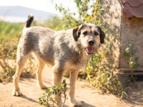 Hallo, ich bin Eve und suche ein Zuhause.