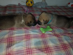 Letzter Wurf von unseren süßen großen. Wurfankündigung Ende Mai 2025 wichtig Lesen