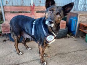 Bescheidene Veleda sucht liebevolles Zuhause
