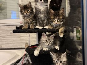 Maine coon Kitten, reinrassig