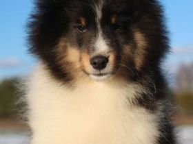 Sheltie Rüde Welpe FCI