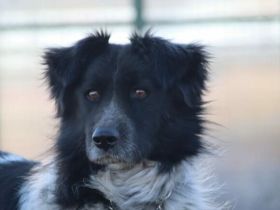 Sam Carter wartet auf dich in 84152 Mengkofen