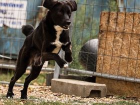 cleverer Ghandi sucht ein ruhiges, stabiles Zuhause und erfahrene Halter