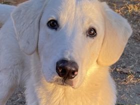 Julius, geb. ca. 03/2024, lebt in GRIECHENLAND, auf einer privaten Pflegestelle