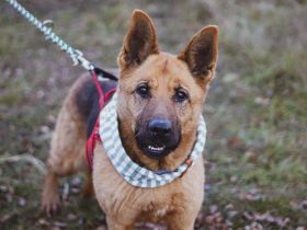 Ariana möchte deine treue Begleiterin werden!