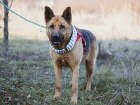 Ariana möchte deine treue Begleiterin werden!