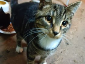 Super süße kastrierte Kater in gute Hände abzugeben