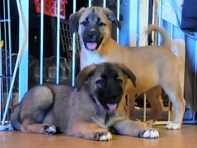 Alaskan Malamute X Germanischer Bärenhund Welpen