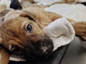 Ab jetzt besuchbar. Rhodesian Ridgeback Braun/Weizen & Fawn Farben