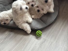 Malteser / Welpen
