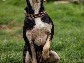 Lala, sehr aktiver Hund, der Euch gefallen möchte