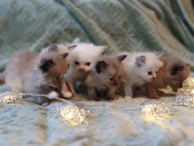 reinrassige Ragdoll Kitten