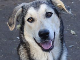 Vojan, geb. ca. 05/2024, lebt in GRIECHENLAND, auf einer privaten Pflegestelle