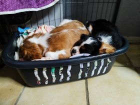 Cavalier King Charles Spaniel