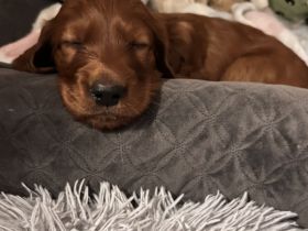 Irish Setter Welpen