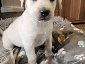 Labrador Welpen