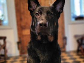 Hundeschule Katrin Greiner