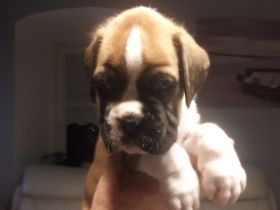 Boxerwelpen mit VDH Ahnentafel