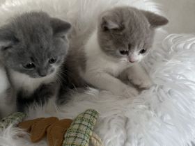 Wunderschöne BKH-Babys mit Stammbaum