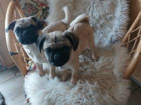 3 kleine Retromöpse suchen ein Zuhause