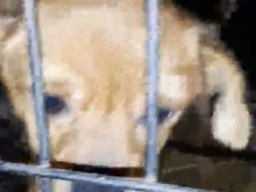 Nona kleines Mädchen sucht ihre Menschen