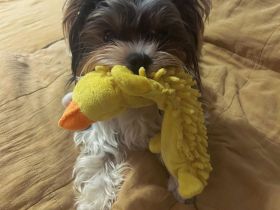 Deckrüde Biwer York Terrier