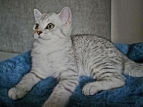 Rassekatzenbaby in Silber