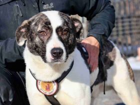 Herzenshund Nuca sucht ein Zuhause